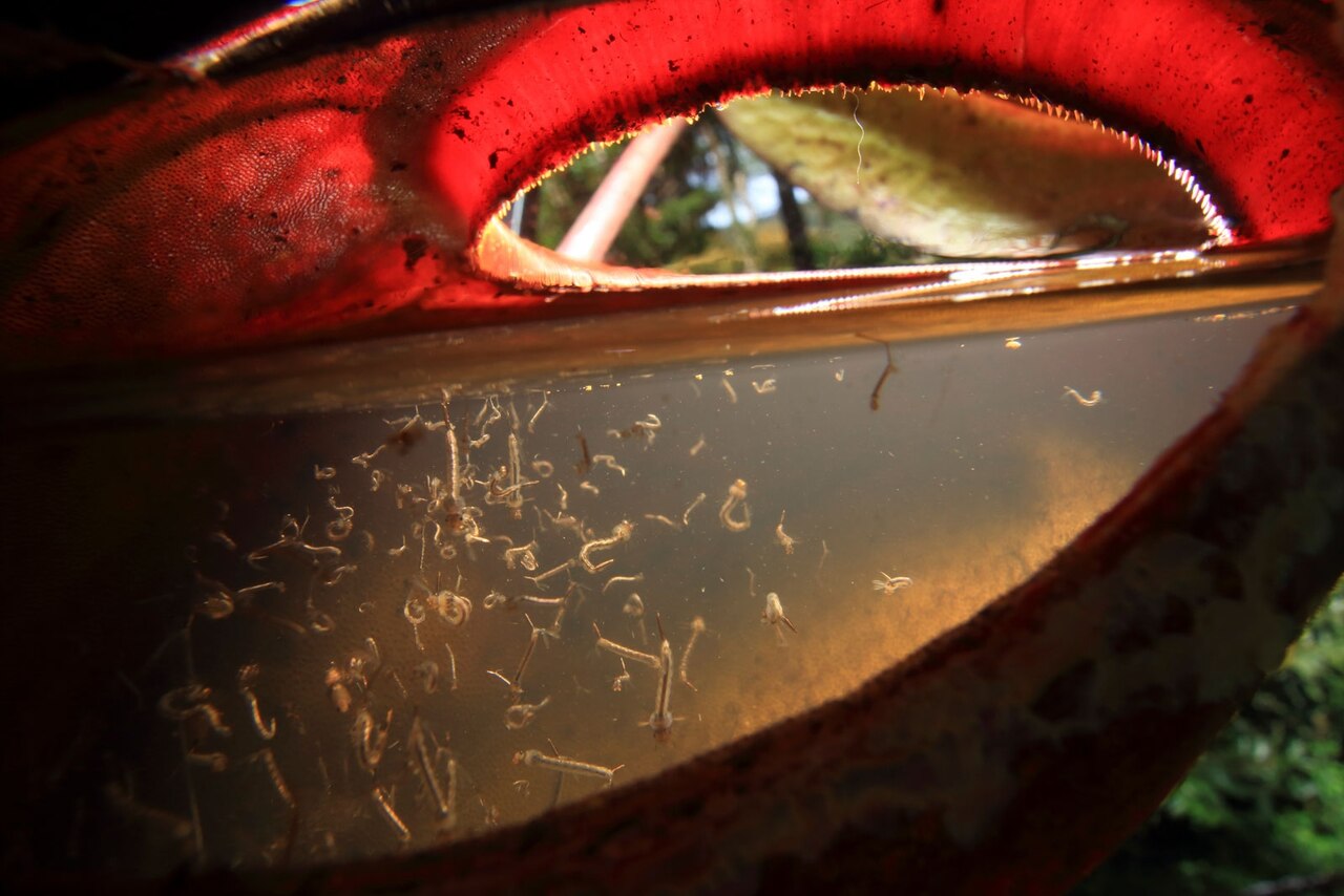 mosquito larve in a pitcher plant