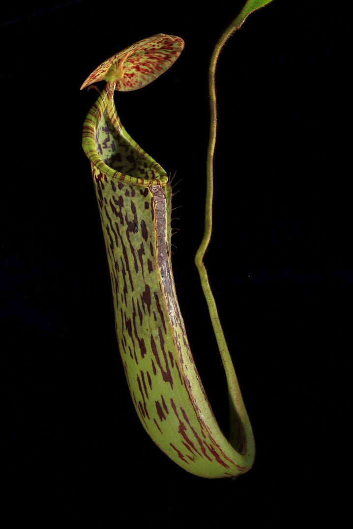 Some pitcher plants are equipped with lids that can catapult insects into their fluid-filled traps.