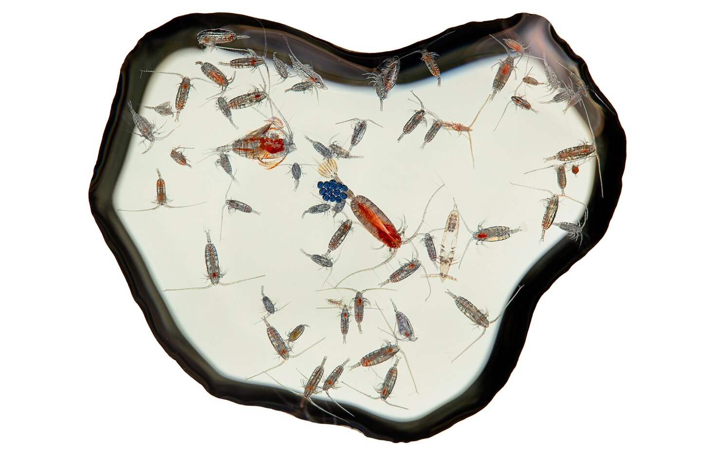 Two larger and colorful crustaceans among small and colorless ones.