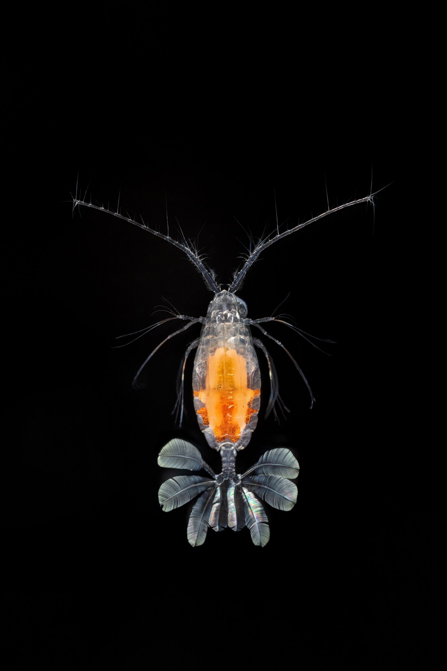 Creature with bright orange part of the body and tail resembling butterfly wings.