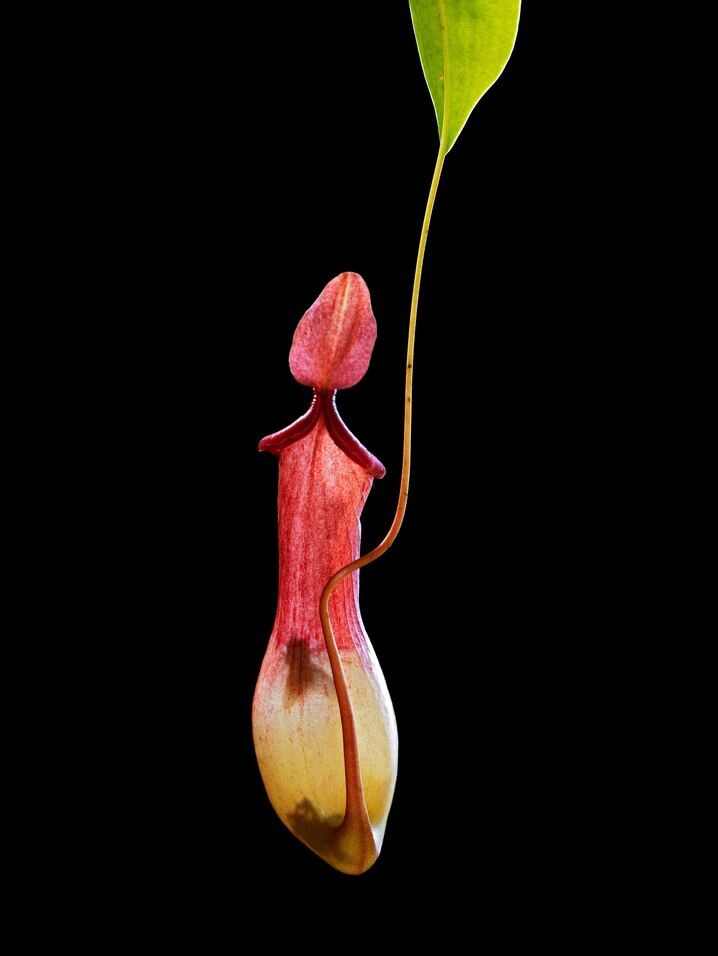 Silhouettes of prey show through a Philippine pitcher plant.