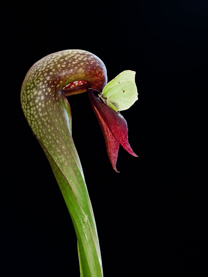 A pale green butterfly senses nectar and alights on a rare California pitcher plant.