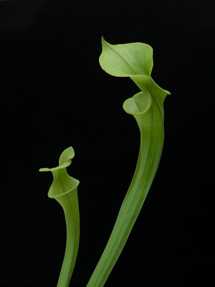 Prey are drawn to nectar inside the hood of a yellow pitcher plant. Studies have shown that pitchers that release floral scents attract bees and moths, while those that emit fatty acid odors attract more flies and ants.