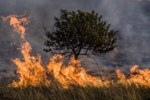 NationalGeographic_2720812_3x2