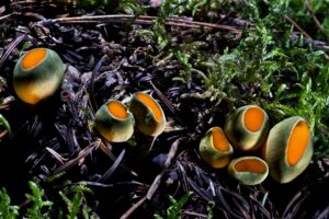 STOCK_JG_Fungi-MM10143_AGO_Caloscypha_fulgens_3x2